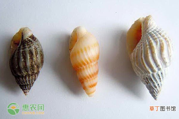 白螺的产地在哪？海螺丝与白螺有何区别？