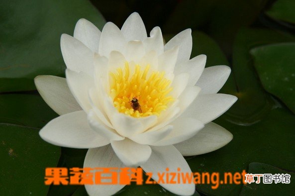 睡莲的功效与作用