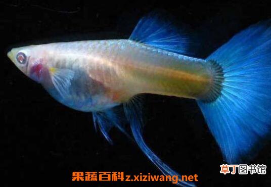 孔雀鱼怎么养 孔雀鱼的养殖方法技巧