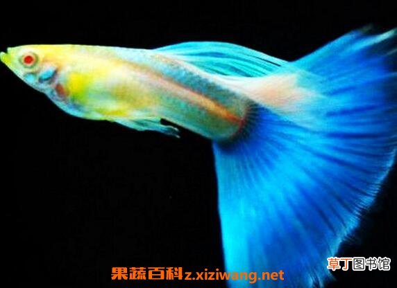孔雀鱼怎么养 孔雀鱼的养殖方法技巧