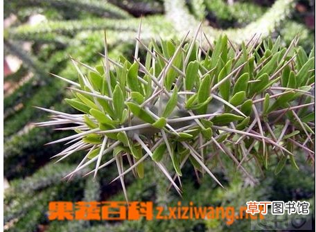 阿修罗城的功效与作用