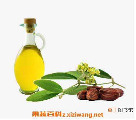 荷荷巴油的功效与作用