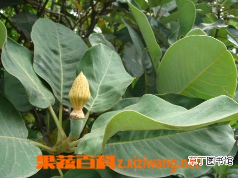 山玉兰的功效与作用
