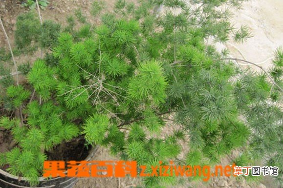 松竹草的功效与作用
