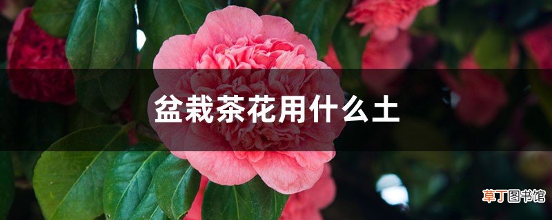盆栽茶花用什么土