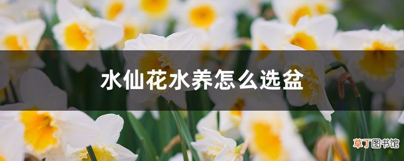 水仙花水养怎么选盆