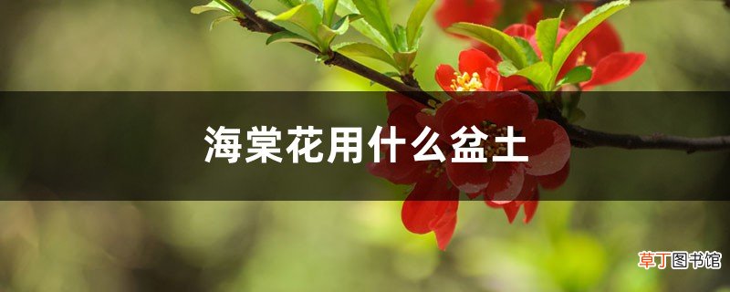 海棠花用什么盆土