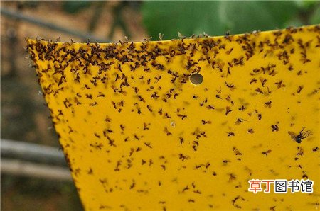 养花蚊虫多,这点小东西就能杀光光,家家都有