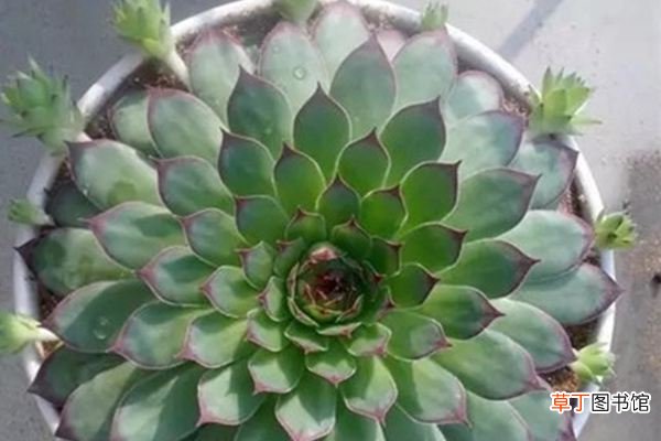 这些花太能生,一年就生一圈,爆盆太容易了