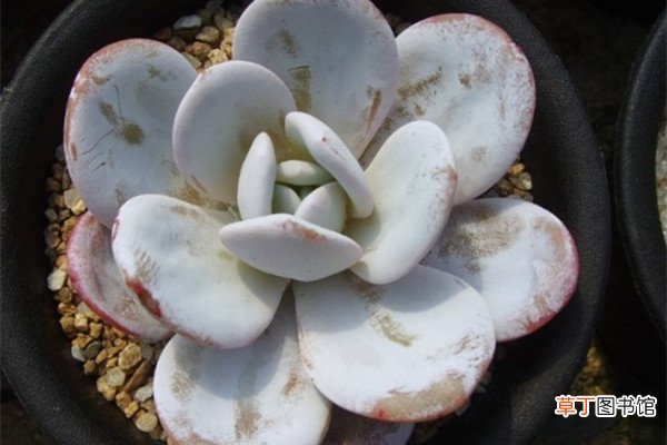 多肉植物雪莲播种常见问题