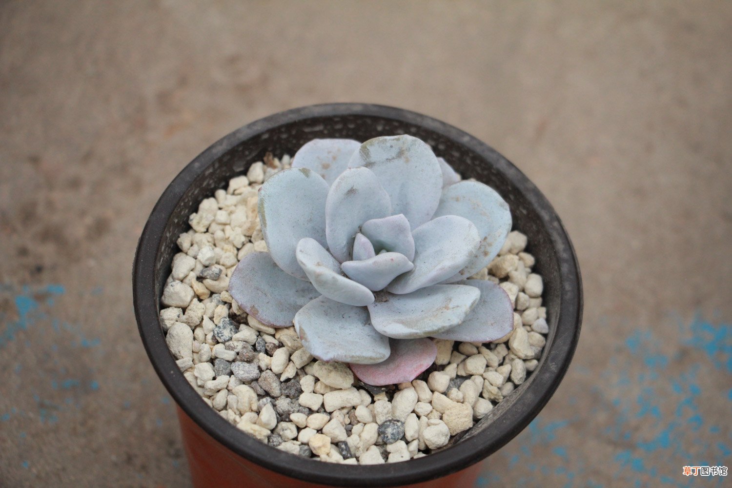 多肉植物雪莲播种常见问题