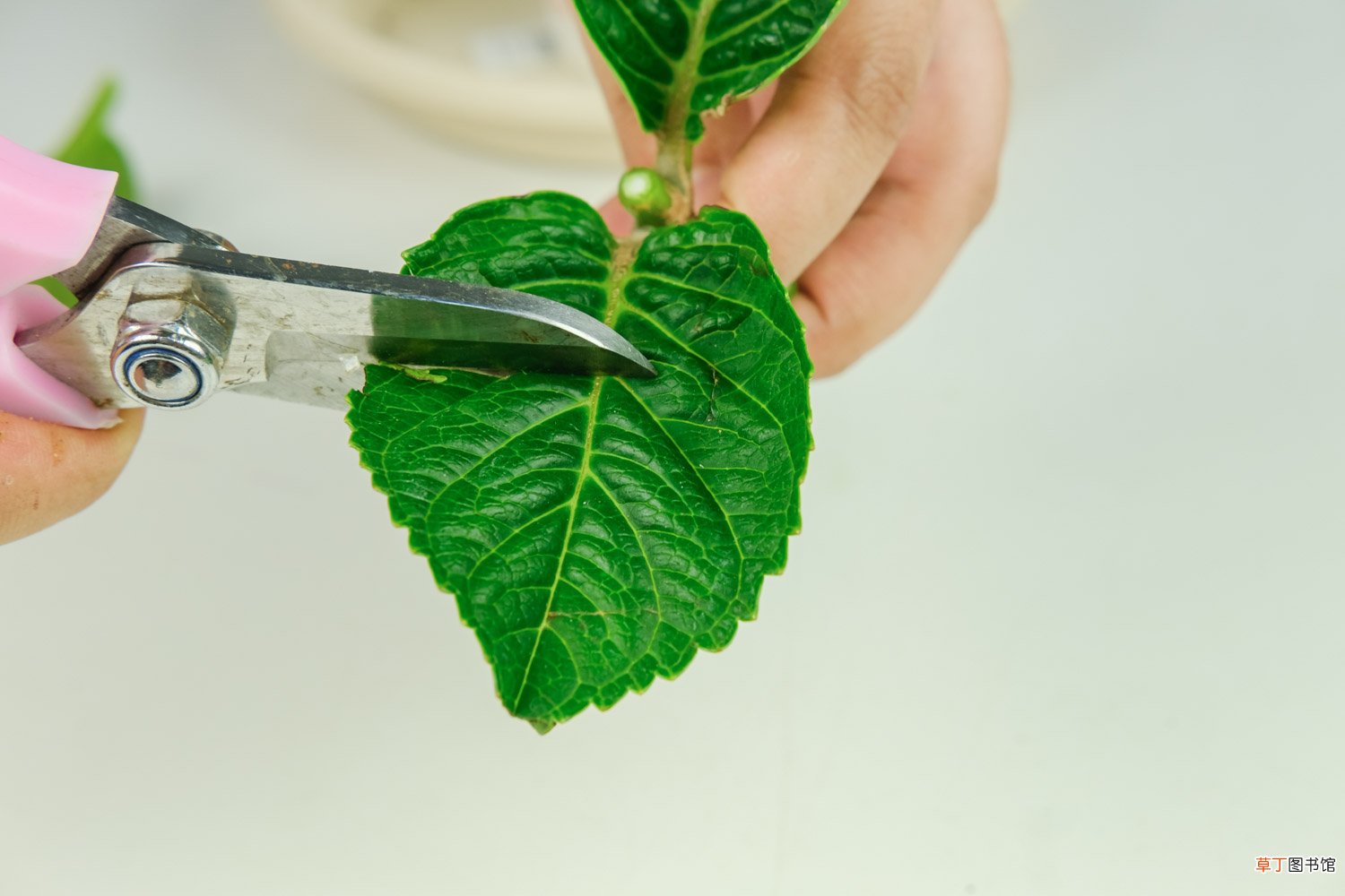 绣球花图片欣赏