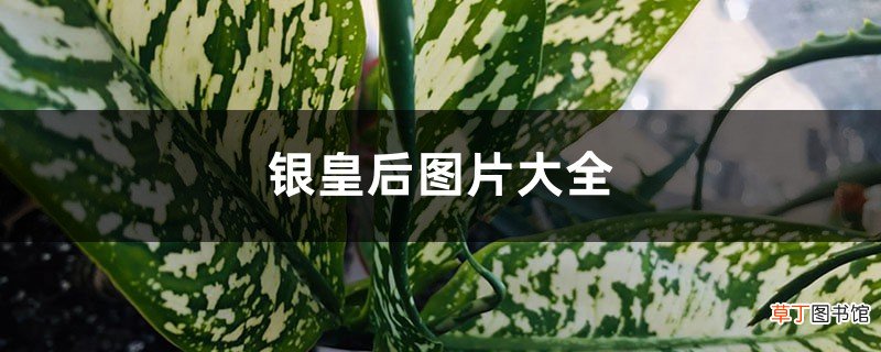 银皇后图片大全