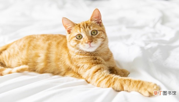 橘猫是土猫吗