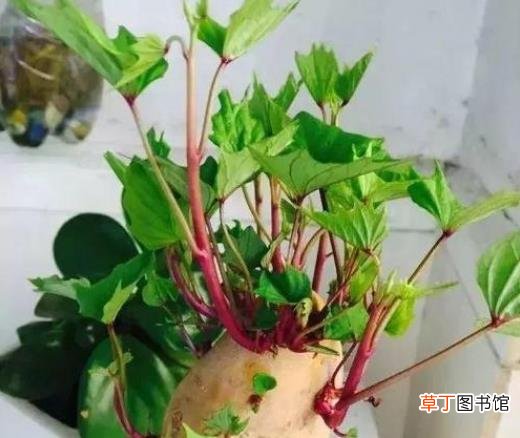 土豆发芽不能吃了就得扔掉？四种巧用发芽土豆的实用小妙招