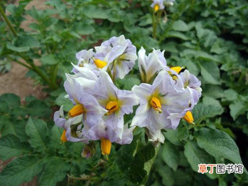 土豆发芽不能吃了就得扔掉？四种巧用发芽土豆的实用小妙招