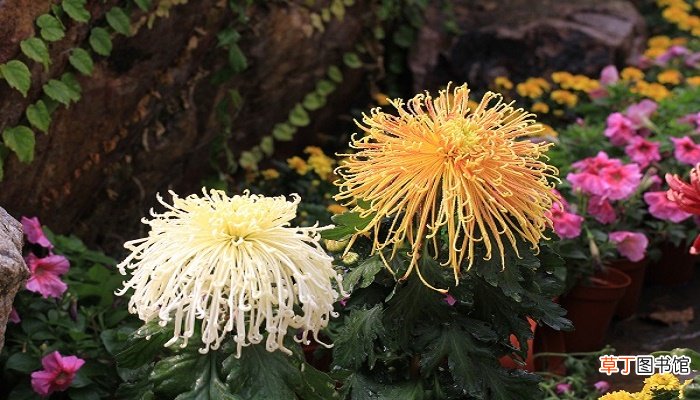 菊花什么时候开花