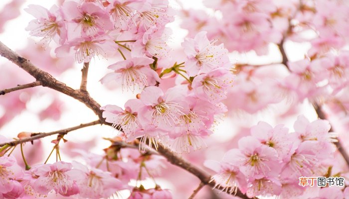 樱花什么时候开花