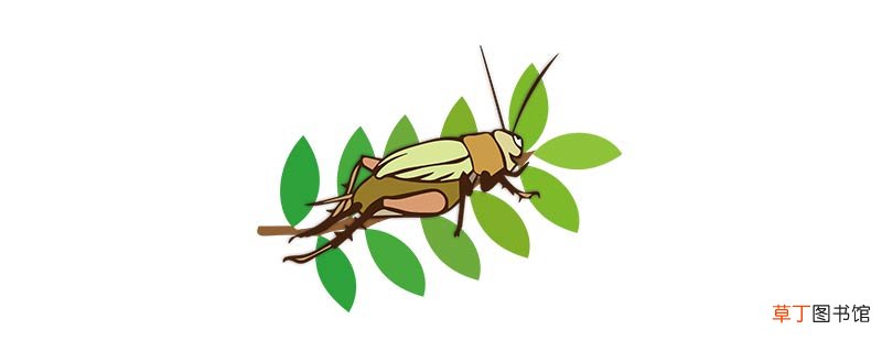 蝈蝈的寓意和象征