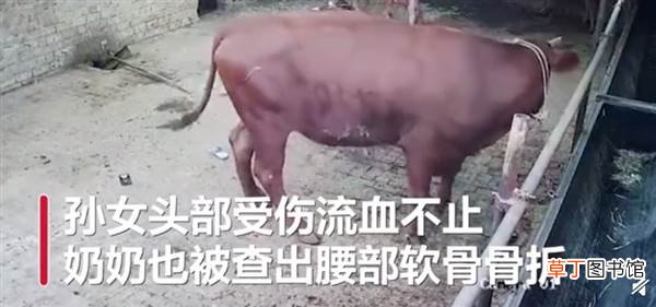 专家：分娩后动物很敏感要特别注意 奶奶为保护孙女被疯牛撞骨折
