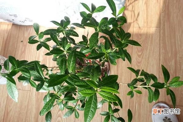 茉莉栀子不开花?几个小动作,保你的花开爆盆