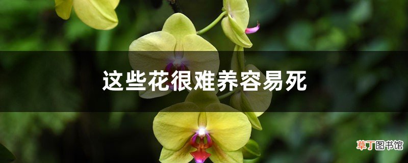 这些花很难养容易死