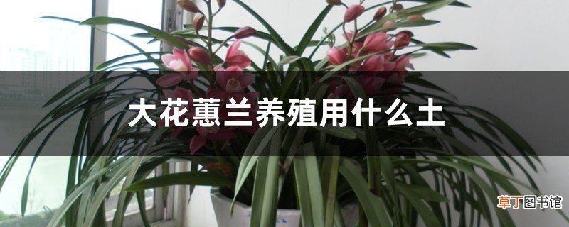 大花蕙兰养殖用什么土