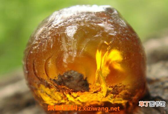琥珀的功效与作用有哪些