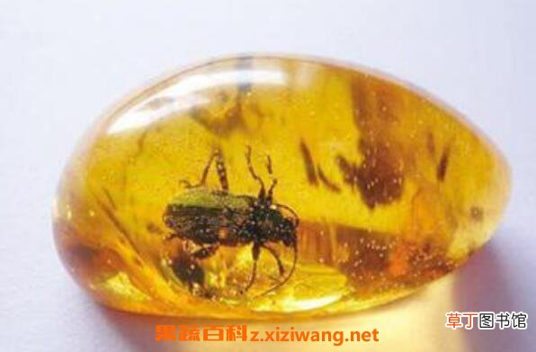 琥珀的功效与作用有哪些