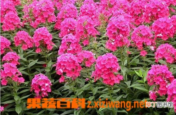 宿根福禄考的功效与作用 宿根福禄考栽培注意事项