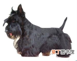 苏格兰梗简介_苏格兰梗价格_苏格兰梗的寿命_苏格兰梗的特征特点