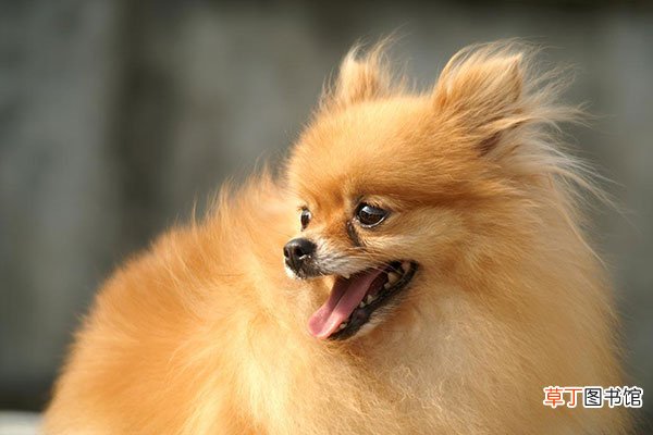 博美犬简介，博美犬价格，博美犬的寿命，博美犬的特征特点
