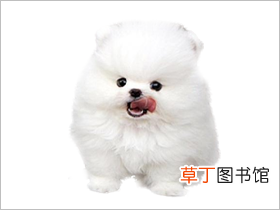 博美犬简介，博美犬价格，博美犬的寿命，博美犬的特征特点