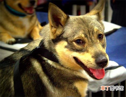 瑞典柯基犬简介_瑞典柯基犬价格_瑞典柯基犬的寿命_瑞典柯基犬的特征特点