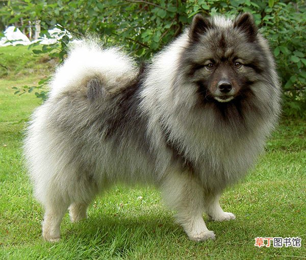 荷兰毛狮犬简介_荷兰毛狮犬价格_荷兰毛狮犬的寿命_荷兰毛狮犬的特征特点