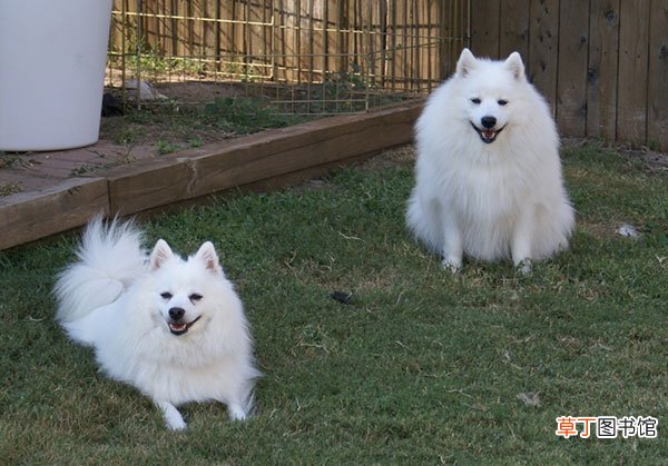 日本尖嘴犬简介_日本尖嘴犬价格_日本尖嘴犬的寿命_日本尖嘴犬的特征特点