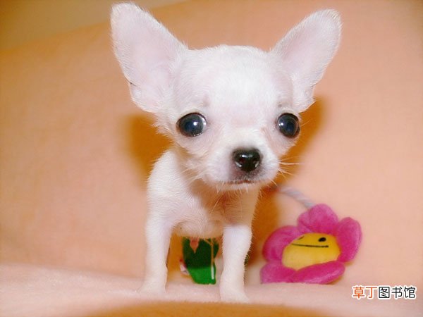 吉娃娃犬简介，吉娃娃犬价格，吉娃娃犬的寿命，吉娃娃犬的特征特点