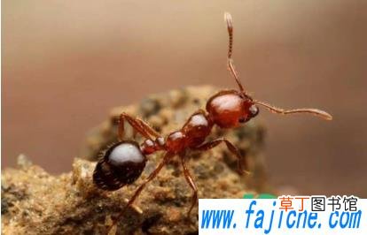 遇见红火蚁怎么办 红火蚁可以踩死吗