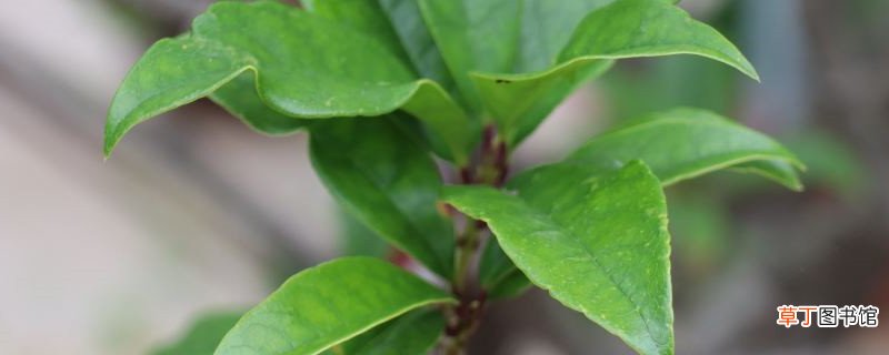 未来10大暴利种植