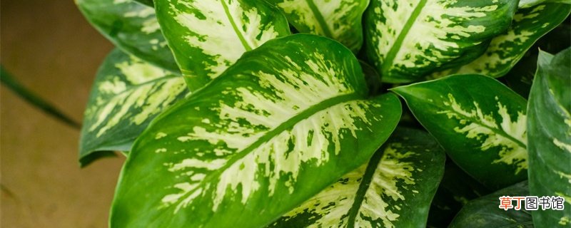 30种耐阴植物室内盆栽，耐阴的室内植物