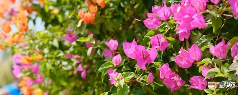 南充适合养什么花，市花和市树是什么
