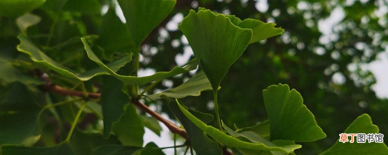 达州适合养什么花，市花和市树是什么