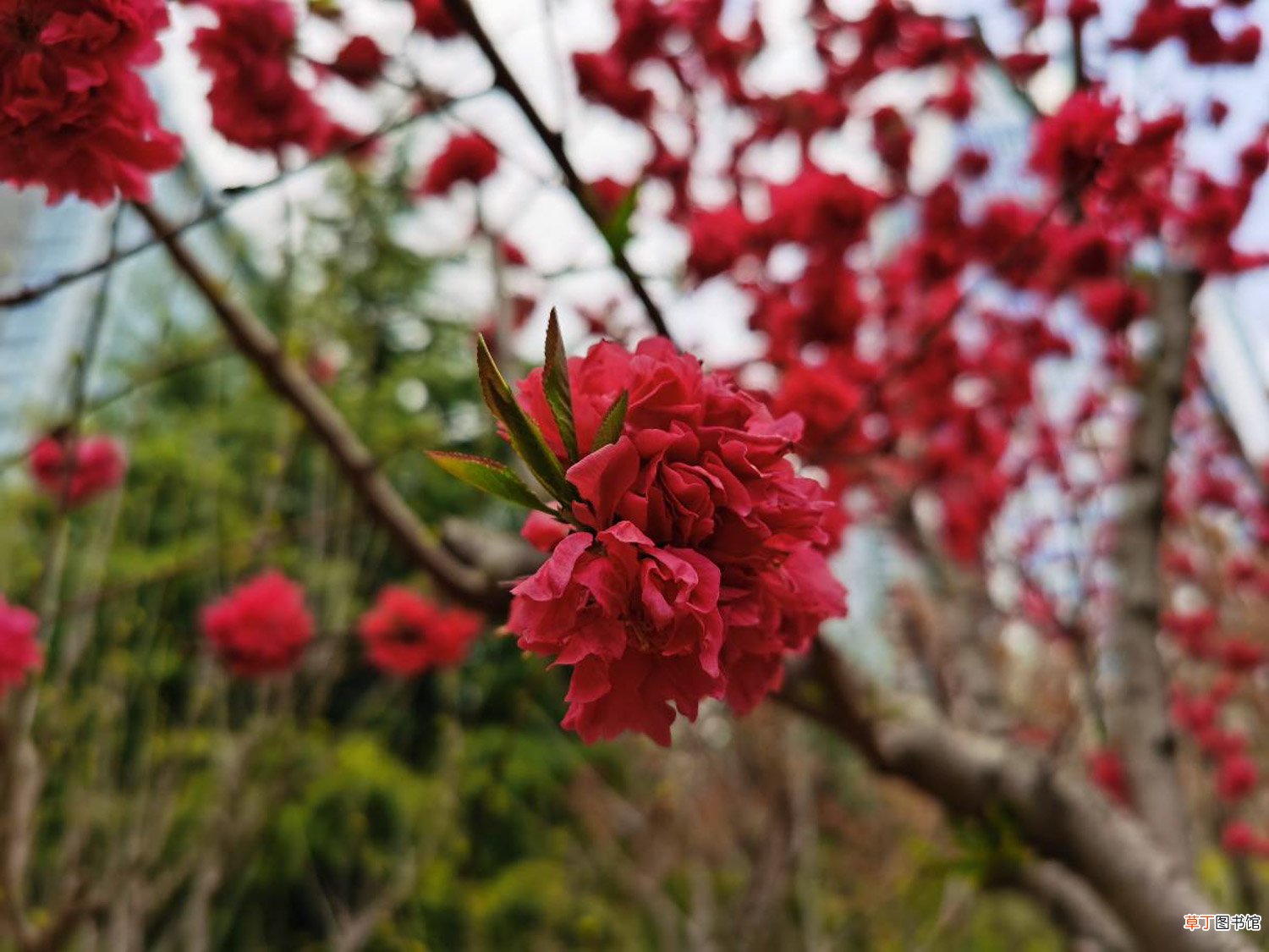 黄南适合养什么花，市花和市树是什么