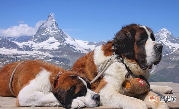 圣伯纳德犬简介_圣伯纳德犬价格_圣伯纳德犬的寿命_圣伯纳德犬的特征特点