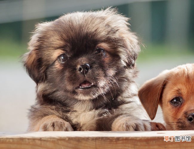 西藏猎犬简介_西藏猎犬价格_西藏猎犬的寿命_西藏猎犬的特征特点
