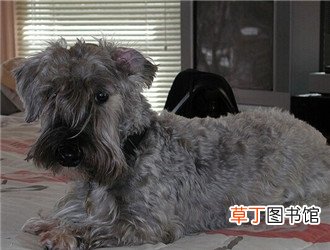 捷克梗简介_捷克梗价格_捷克梗的寿命_捷克梗的特征特点