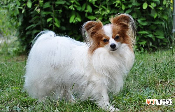 蝴蝶犬简介，蝴蝶犬价格，蝴蝶犬的寿命，蝴蝶犬的特征特点
