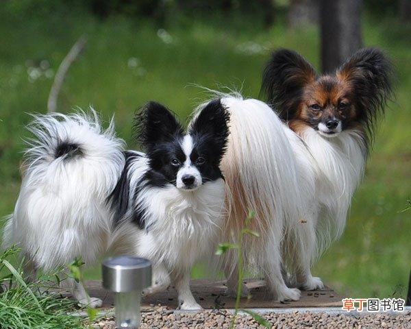 蝴蝶犬简介，蝴蝶犬价格，蝴蝶犬的寿命，蝴蝶犬的特征特点