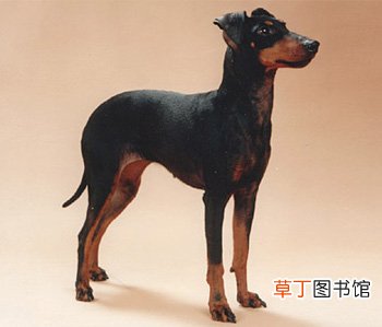 曼彻斯特梗简介_曼彻斯特梗价格_曼彻斯特梗的寿命_曼彻斯特梗的特征特点