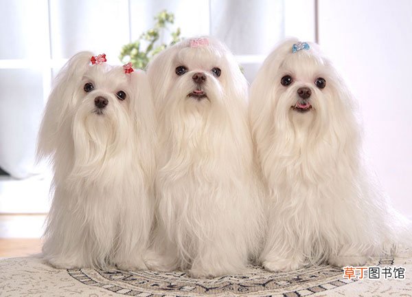 马尔济斯犬简介，马尔济斯犬价格，马尔济斯犬的寿命，马尔济斯犬的特征特点